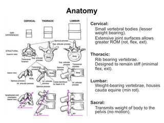 Cervical:
Small vertebral bodies (lesser
weight bearing).
Extensive joint surfaces allows
greater ROM (rot, flex, ext).
Thoracic:
Rib bearing vertebrae.
Designed to remain stiff (minimal
flex, ext).
Lumbar:
Weight-bearing vertebrae, houses
cauda equine (min rot).
Sacral:
Transmits weight of body to the
pelvis (no motion).
Anatomy
 
