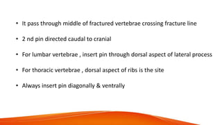 • It pass through middle of fractured vertebrae crossing fracture line
• 2 nd pin directed caudal to cranial
• For lumbar vertebrae , insert pin through dorsal aspect of lateral process
• For thoracic vertebrae , dorsal aspect of ribs is the site
• Always insert pin diagonally & ventrally
 