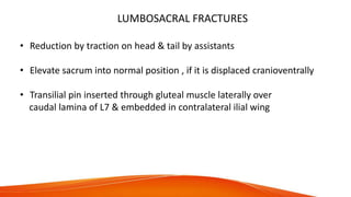 LUMBOSACRAL FRACTURES
• Reduction by traction on head & tail by assistants
• Elevate sacrum into normal position , if it is displaced cranioventrally
• Transilial pin inserted through gluteal muscle laterally over
caudal lamina of L7 & embedded in contralateral ilial wing
 