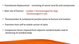 • Translational displacement - narrowing of neural canal & cord compression
• Main site of fracture - Lumbar > Sacrococcygeal for dogs
Sacrococcygeal in cats
• Thoracolumbar & Lumbosacral junction prone to fracture and luxation
• Transition from stiff to mobile section of spine
• Compressive forces imposed from adjacent vertebral bodies lead to
shortening of vertebral body
 
