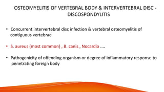 OSTEOMYELITIS OF VERTEBRAL BODY & INTERVERTEBRAL DISC -
DISCOSPONDYLITIS
• Concurrent intervertebral disc infection & vertebral osteomyelitis of
contiguous vertebrae
• S. aureus (most common) , B. canis , Nocardia ....
• Pathogenicity of offending organism or degree of inflammatory response to
penetrating foreign body
 