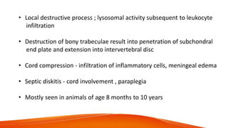 • Local destructive process ; lysosomal activity subsequent to leukocyte
infiltration
• Destruction of bony trabeculae result into penetration of subchondral
end plate and extension into intervertebral disc
• Cord compression - infiltration of inflammatory cells, meningeal edema
• Septic diskitis - cord involvement , paraplegia
• Mostly seen in animals of age 8 months to 10 years
 