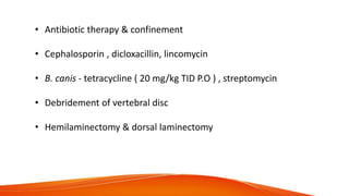 • Antibiotic therapy & confinement
• Cephalosporin , dicloxacillin, lincomycin
• B. canis - tetracycline ( 20 mg/kg TID P.O ) , streptomycin
• Debridement of vertebral disc
• Hemilaminectomy & dorsal laminectomy
 