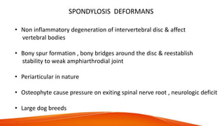 SPONDYLOSIS DEFORMANS
• Non inflammatory degeneration of intervertebral disc & affect
vertebral bodies
• Bony spur formation , bony bridges around the disc & reestablish
stability to weak amphiarthrodial joint
• Periarticular in nature
• Osteophyte cause pressure on exiting spinal nerve root , neurologic deficit
• Large dog breeds
 