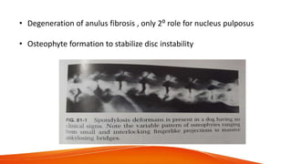 • Degeneration of anulus fibrosis , only 2⁰ role for nucleus pulposus
• Osteophyte formation to stabilize disc instability
 
