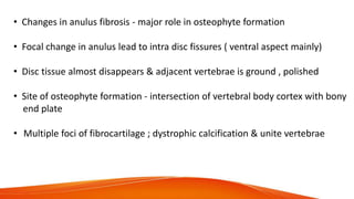• Changes in anulus fibrosis - major role in osteophyte formation
• Focal change in anulus lead to intra disc fissures ( ventral aspect mainly)
• Disc tissue almost disappears & adjacent vertebrae is ground , polished
• Site of osteophyte formation - intersection of vertebral body cortex with bony
end plate
• Multiple foci of fibrocartilage ; dystrophic calcification & unite vertebrae
 
