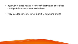 • Ingrowth of blood vessels followed by destruction of calcified
cartilage & form mature trabecular bone
• They blend to vertebral cortex & shift to new bone growth
 