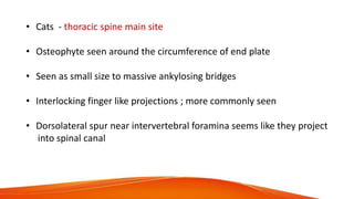• Cats - thoracic spine main site
• Osteophyte seen around the circumference of end plate
• Seen as small size to massive ankylosing bridges
• Interlocking finger like projections ; more commonly seen
• Dorsolateral spur near intervertebral foramina seems like they project
into spinal canal
 