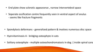 • Spondylosis deformans - generalized pattern & involves numerous disc space
• Hyervitaminosis A - bridging osteophyte in cats
• Solitary osteophyte - multiple osteochondromatosis in dog ( inside spinal cana
• End plate show sclerotic appearance , narrow intervertebral space
• Seperate ossification centre frequently seen in ventral aspect of anulus
- seems like fracture fragments
 