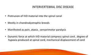 INTERVERTEBRAL DISC DISEASE
• Protrusion of IVD material into the spinal canal
• Mostly in chondrodystrophic breeds
• Manifested as pain, ataxia , sensorimotor paralysis
• Dynamic force at which IVD material compress spinal cord , degree of
hypoxia produced at spinal cord, mechanical displacement of cord
 
