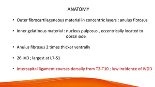 ANATOMY
• Outer fibrocartilageneous material in concentric layers : anulus fibrosus
• Inner gelatinous material : nucleus pulposus , eccentrically located to
dorsal side
• Anulus fibrosus 2 times thicker ventrally
• 26 IVD ; largest at L7-S1
• Intercapital ligament courses dorsally from T2-T10 ; low incidence of IVDD
 