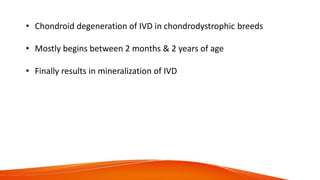 • Chondroid degeneration of IVD in chondrodystrophic breeds
• Mostly begins between 2 months & 2 years of age
• Finally results in mineralization of IVD
 