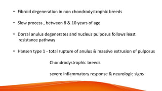 • Fibroid degeneration in non chondrodystrophic breeds
• Slow process , between 8 & 10 years of age
• Dorsal anulus degenerates and nucleus pulposus follows least
resistance pathway
• Hansen type 1 - total rupture of anulus & massive extrusion of pulposus
Chondrodystrophic breeds
severe inflammatory response & neurologic signs
 