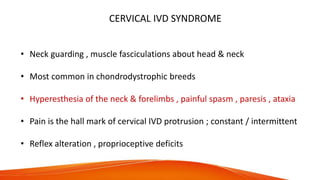 CERVICAL IVD SYNDROME
• Neck guarding , muscle fasciculations about head & neck
• Most common in chondrodystrophic breeds
• Hyperesthesia of the neck & forelimbs , painful spasm , paresis , ataxia
• Pain is the hall mark of cervical IVD protrusion ; constant / intermittent
• Reflex alteration , proprioceptive deficits
 
