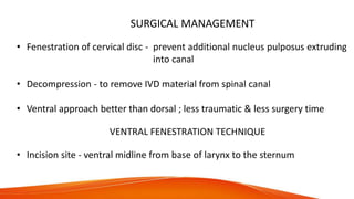 SURGICAL MANAGEMENT
• Fenestration of cervical disc - prevent additional nucleus pulposus extruding
into canal
• Decompression - to remove IVD material from spinal canal
• Ventral approach better than dorsal ; less traumatic & less surgery time
VENTRAL FENESTRATION TECHNIQUE
• Incision site - ventral midline from base of larynx to the sternum
 