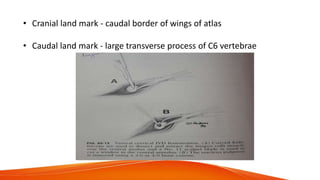 • Cranial land mark - caudal border of wings of atlas
• Caudal land mark - large transverse process of C6 vertebrae
 