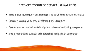 DECOMPRESSSION OF CERVICAL SPINAL CORD
• Ventral slot technique - positioning same as of fenestration technique
• Cranial & caudal vertebrae of affected IVD identified
• Caudal ventral cervical vertebral process is removed using rongeurs
• Slot is made using surgical drill paralell to long axis of vertebrae
 