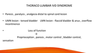 THORACO LUMBAR IVD SYNDROME
• Paresis , paralysis , analgesia distal to spinal cord lesion
• UMN lesion - tensed bladder LMN lesion - flaccid bladder & anus , overflow
incontinence
• Loss of function
→
Proprioception , paresis , motor control , bladder control,
sensation
 