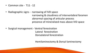 • Common site - T11 - 12
• Radiographic signs - narrowing of IVD space
narrowing & cloudiness of intervertebral foramen
abnormal spacing of articular process
presence of mineralized mass above IVD space
• Surgical management - Ventral fenestration
Lateral fenestration
Dorsolateral fenestration
Hemilaminectomy & Dorsal laminectomy
 