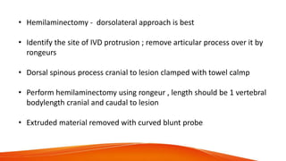 • Hemilaminectomy - dorsolateral approach is best
• Identify the site of IVD protrusion ; remove articular process over it by
rongeurs
• Dorsal spinous process cranial to lesion clamped with towel calmp
• Perform hemilaminectomy using rongeur , length should be 1 vertebral
bodylength cranial and caudal to lesion
• Extruded material removed with curved blunt probe
 