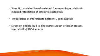 • Stenotic cranial orifice of vertebral foramen - hypercalcitonin
induced retardation of osteocytic osteolysis
• Hyperplasia of interarcuate ligament , joint capsule
• Stress on pedicle lead to direct pressure on articular process
ventrally & ↓ DV diameter
 