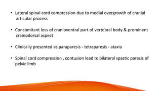 • Lateral spinal cord compression due to medial overgrowth of cranial
articular process
• Concomitant loss of cranioventral part of vertebral body & prominent
craniodorsal aspect
• Clinically presented as paraparesis - tetraparesis - ataxia
• Spinal cord compression , contusion lead to bilateral spastic paresis of
pelvic limb
 