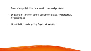 • Base wide pelvic limb stance & crouched posture
• Dragging of limb on dorsal surface of digits , hypertonia ,
hyperreflexia
• Great deficit on hopping & proprioception
 