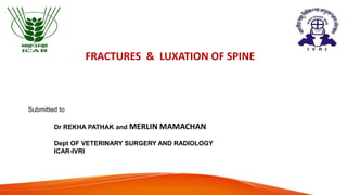 FRACTURES & LUXATION OF SPINE
Submitted to
Dr REKHA PATHAK and MERLIN MAMACHAN
Dept OF VETERINARY SURGERY AND RADIOLOGY
ICAR-IVRI
 
