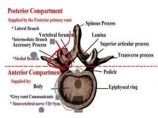 Peripheric Rim Location Spinal interventions for low back pain | PPTX