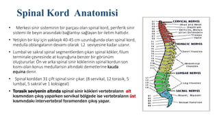 Spinal Kord Anatomisi
• Merkezi sinir sisteminin bir parçası olan spinal kord, periferik sinir
sistemi ile beyin arasındaki bağlantıyı sağlayan bir iletim hattıdır.
• Yetişkin bir kişi için yaklaşık 40-45 cm uzunluğunda olan spinal kord,
medulla oblangatanın devamı olarak L2 seviyesine kadar uzanır.
• Lumbal ve sakral spinal segmentlerden çıkan spinal kökler, filum
terminale çevresinde at kuyruğuna benzer bir görünüm
oluştururlar. Ön ve arka spinal sinir köklerinin spinal kordun son
kısmı olan konus medullarisin altındaki demetlerine kauda
equina denir.
• Spinal korddan 31 çift spinal sinir çıkar. (8 servikal, 12 torasik, 5
lumbal, 5 sakral ve 1 koksigeal)
• Torasik seviyenin altında spinal sinir kökleri vertebraların alt
kısmından çıkış yaparken servikal bölgede ise vertebraların üst
kısmındakı intervertebral foramenden çıkış yapar.
 