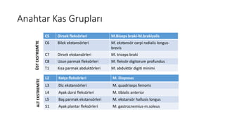 Anahtar Kas Grupları
C5 Dirsek fleksörleri M.Biseps braki-M.brakiyalis
C6 Bilek ekstansörleri M. ekstansör carpi radialis longus-
brevis
C7 Dirsek ekstansörleri M. triceps braki
C8 Uzun parmak fleksörleri M. fleksör digitorum profundus
T1 Kısa parmak abduktörleri M. abduktör digiti minimi
L2 Kalça fleksörleri M. iliopsoas
L3 Diz ekstansörleri M. quadriseps femoris
L4 Ayak dorsi fleksörleri M. tibialis anterior
L5 Baş parmak ekstansörleri M. ekstansör hallusis longus
S1 Ayak plantar fleksörleri M. gastrocnemius-m.soleus
ÜSTEKSTREMİTEALTEKSTREMİTE
 