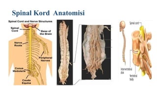 Spinal Kord Anatomisi
 