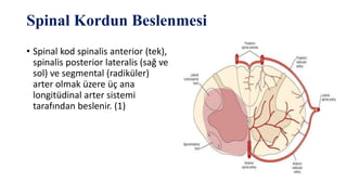 Spinal Kordun Beslenmesi
• Spinal kod spinalis anterior (tek),
spinalis posterior lateralis (sağ ve
sol) ve segmental (radiküler)
arter olmak üzere üç ana
longitüdinal arter sistemi
tarafından beslenir. (1)
 
