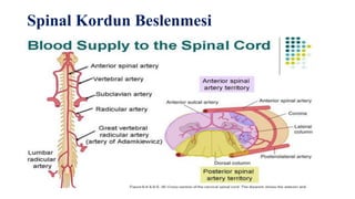 Spinal Kordun Beslenmesi
 