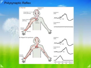Polysynaptic Reflexes Example Spinal motor system reflex locomotion | PPTX