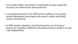 • As its name implies, this protein is responsible for gene expression
necessary for normal motor neuron function.
• A consequent decrease in the SMN protein leading to lower motor
neuron degeneration and progress into muscle atrophy and finally
muscle are paralyzed.
• In SMA,mainly respiratory and skeletal muscles are involved,so
patients are complaints difficulty in breathing and they unable to sit and
walk independently.
 