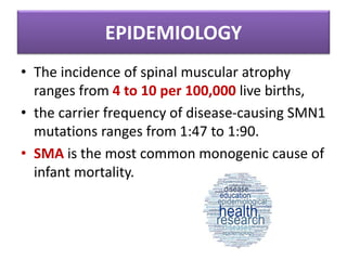 EPIDEMIOLOGY
• The incidence of spinal muscular atrophy
ranges from 4 to 10 per 100,000 live births,
• the carrier frequency of disease-causing SMN1
mutations ranges from 1:47 to 1:90.
• SMA is the most common monogenic cause of
infant mortality.
 