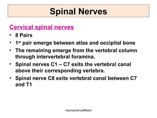 neuroscienceMizan
Spinal Nerves
Cervical spinal nerves
• 8 Pairs
• 1st
pair emerge between atlas and occipital bone
• The remaining emerge from the vertebral column
through intervertebral foramina.
• Spinal nerves C1 – C7 exits the vertebral canal
above their corresponding vertebra.
• Spinal nerve C8 exits vertebral canal between C7
and T1
 