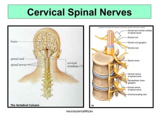 neuroscienceMizan
Cervical Spinal Nerves
 