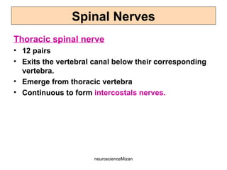 neuroscienceMizan
Thoracic spinal nerve
• 12 pairs
• Exits the vertebral canal below their corresponding
vertebra.
• Emerge from thoracic vertebra
• Continuous to form intercostals nerves.
Spinal Nerves
 