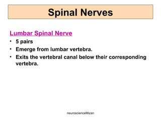 neuroscienceMizan
Lumbar Spinal Nerve
• 5 pairs
• Emerge from lumbar vertebra.
• Exits the vertebral canal below their corresponding
vertebra.
Spinal Nerves
 