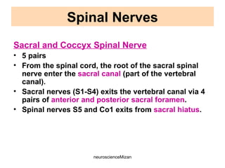 neuroscienceMizan
Sacral and Coccyx Spinal Nerve
• 5 pairs
• From the spinal cord, the root of the sacral spinal
nerve enter the sacral canal (part of the vertebral
canal).
• Sacral nerves (S1-S4) exits the vertebral canal via 4
pairs of anterior and posterior sacral foramen.
• Spinal nerves S5 and Co1 exits from sacral hiatus.
Spinal Nerves
 