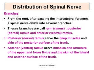 neuroscienceMizan
Distribution of Spinal Nerve
Branches
• From the root, after passing the intervetebral foramen,
a spinal nerve divide into several branches.
• Theses branches are call rami (ramus) ; posterior
(dorsal) ramus and anterior (ventral) ramus.
• Posterior (dorsal) ramus serve the deep muscles and
skin of the posterior surface of the trunk.
• Anterior (ventral) ramus serve muscles and structure
of the upper and lower limbs and the skin of the lateral
and anterior surface of the trunk.
 