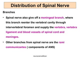 neuroscienceMizan
Branches
• Spinal nerve also give off a meningeal branch, where
this branch reenter the vertebral cavity through
intervertebral foramen and supply the vertebra, vertebra
ligament and blood vessels of spinal cord and
meninges.
• Other branches from spinal nerve are the rami
communicantes ( components of ANS)
Distribution of Spinal Nerve
 