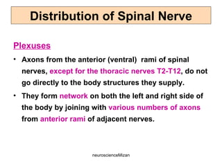 neuroscienceMizan
Plexuses
• Axons from the anterior (ventral) rami of spinal
nerves, except for the thoracic nerves T2-T12, do not
go directly to the body structures they supply.
• They form network on both the left and right side of
the body by joining with various numbers of axons
from anterior rami of adjacent nerves.
Distribution of Spinal Nerve
 