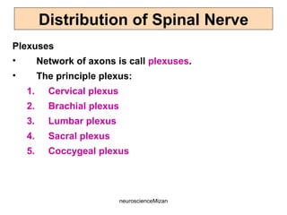 neuroscienceMizan
Plexuses
• Network of axons is call plexuses.
• The principle plexus:
1. Cervical plexus
2. Brachial plexus
3. Lumbar plexus
4. Sacral plexus
5. Coccygeal plexus
Distribution of Spinal Nerve
 