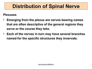 neuroscienceMizan
Plexuses
• Emerging from the plexus are nerves bearing names
that are often descriptive of the general regions they
serve or the course they take.
• Each of the nerves in turn may have several branches
named for the specific structures they innervate.
Distribution of Spinal Nerve
 