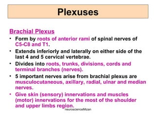 neuroscienceMizan
Brachial Plexus
• Form by roots of anterior rami of spinal nerves of
C5-C8 and T1.
• Extends inferiorly and laterally on either side of the
last 4 and 5 cervical vertebrae.
• Divides into roots, trunks, divisions, cords and
terminal branches (nerves).
• 5 important nerves arise from brachial plexus are
musculocutaneous, axillary, radial, ulnar and median
nerves.
• Give skin (sensory) innervations and muscles
(motor) innervations for the most of the shoulder
and upper limbs region.
Plexuses
 