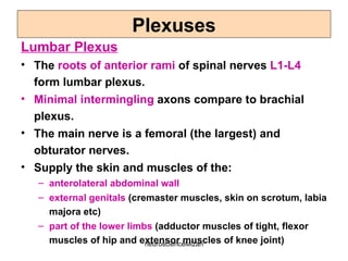 neuroscienceMizan
Lumbar Plexus
• The roots of anterior rami of spinal nerves L1-L4
form lumbar plexus.
• Minimal intermingling axons compare to brachial
plexus.
• The main nerve is a femoral (the largest) and
obturator nerves.
• Supply the skin and muscles of the:
– anterolateral abdominal wall
– external genitals (cremaster muscles, skin on scrotum, labia
majora etc)
– part of the lower limbs (adductor muscles of tight, flexor
muscles of hip and extensor muscles of knee joint)
Plexuses
 