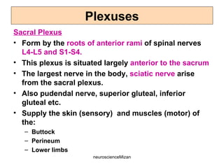 neuroscienceMizan
Sacral Plexus
• Form by the roots of anterior rami of spinal nerves
L4-L5 and S1-S4.
• This plexus is situated largely anterior to the sacrum
• The largest nerve in the body, sciatic nerve arise
from the sacral plexus.
• Also pudendal nerve, superior gluteal, inferior
gluteal etc.
• Supply the skin (sensory) and muscles (motor) of
the:
– Buttock
– Perineum
– Lower limbs
Plexuses
 